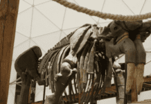 Як вчені з Кривого Рогу відновлювали кістки стародавнього слона