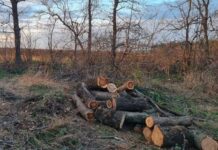 Як у Новопільській громаді на Криворіжжі борються з «чорними лісорубами»