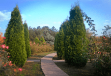 Криворізький ботанічний сад під час весняного періоду. Які рослини надихають відвідувачів цього року