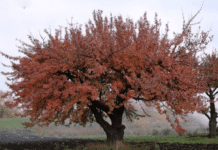 Свідок плину історії: старовинна груша в Кривому Розі