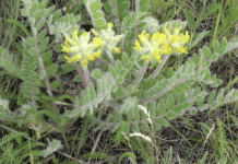 Ботанічні скарби Криворіжжя: рослини занесені до Червоної книги