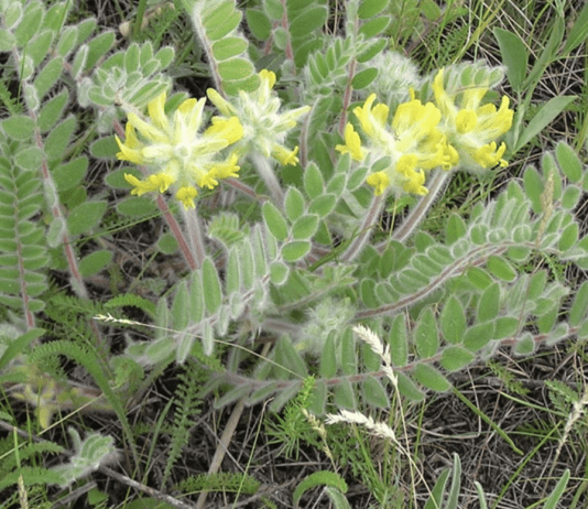 Ботанічні скарби Криворіжжя: рослини занесені до Червоної книги