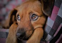 Лікування та профілактика очних захворювань у собак