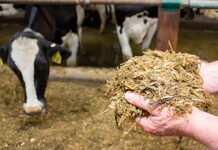 Обладнання для роботи з силосом: як обрати найкраще