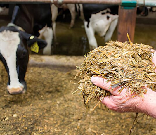 Обладнання для роботи з силосом: як обрати найкраще