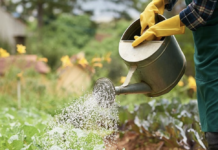 Клімат та сільське господарство регіону: виклики та можливості