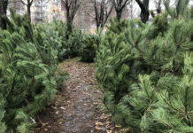 Де купити ялинку у Кривому Розі?