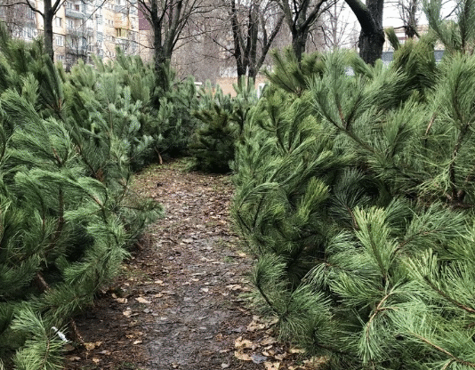 Де купити ялинку у Кривому Розі?