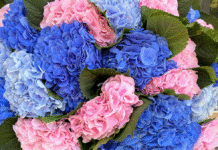 Ani Flowers