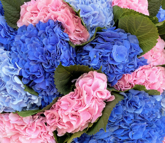 Ani Flowers