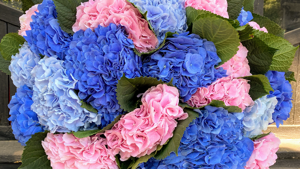 Ani Flowers — Florist